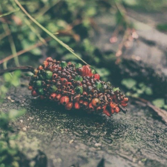 Pochodzenie Pochodzenie